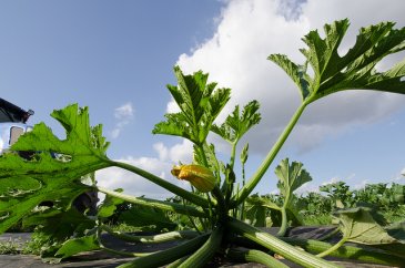 L'ABC de la permaculture